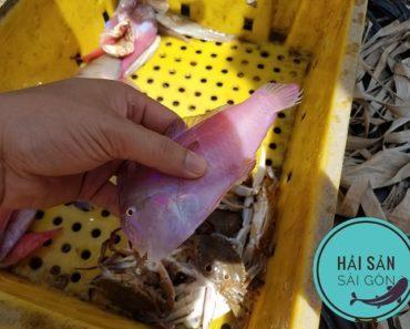 Các mẹo hay khi lựa chọn mua cá tươi