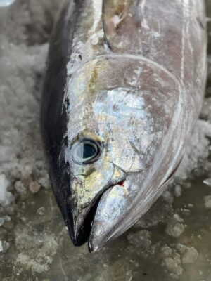 Cá ngừ đại dương