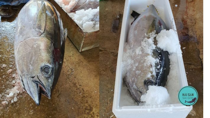 giá thịt cá ngừ đại dương