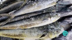 Cá mahi mahi 3kg trở lên