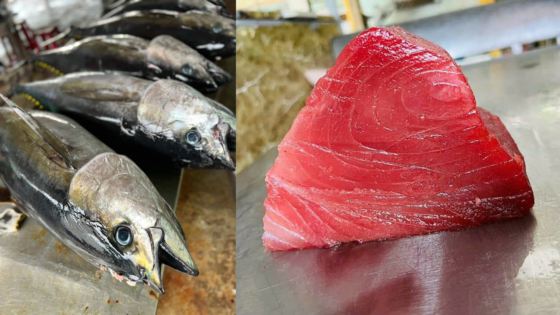 Cá ngừ đại dương phi lê chuẩn sashimi