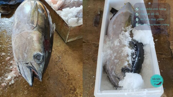 Cách bảo quản cá ngừ đại dương nguyên con chuẩn sashimi được lâu