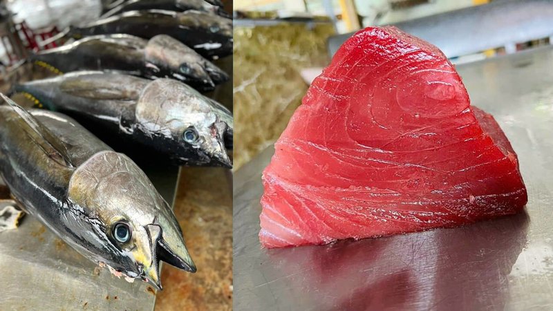 Cách bảo quản cá ngừ đại dương phi lê được lâu