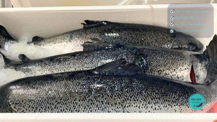 Cách bảo quản cá hồi Na Uy nguyên con tươi được lâu