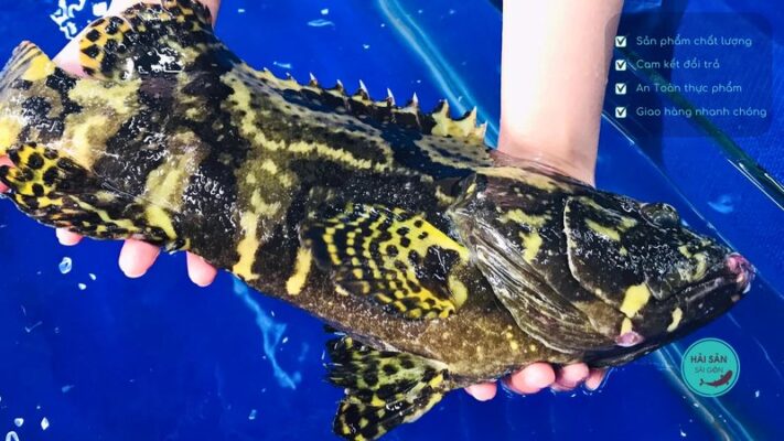 Cách bảo quản cá mú biển được lâu