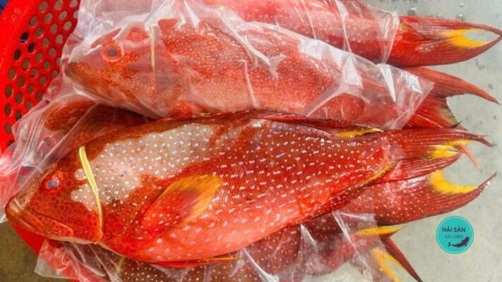 Cách bảo quản cá mú đỏ được lâu