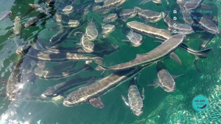 Cách bảo quản cá bớp biển được lâu