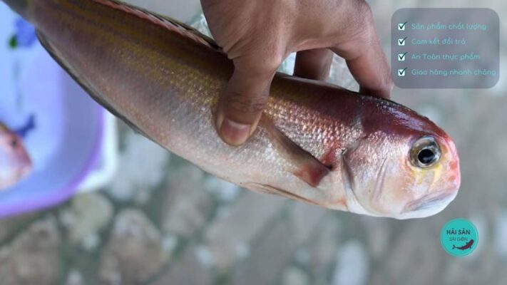 Cách bảo quản cá đổng quéo được lâu