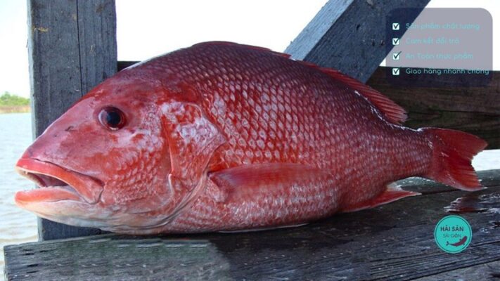 Cách bảo quản cá hồng biển câu tay được lâu