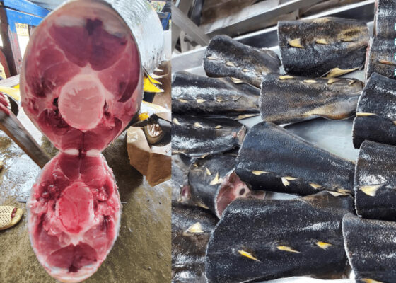đuôi cá ngừ đại dương