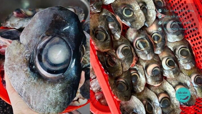 Cách bảo quản mắt cá ngừ đại dương được lâu